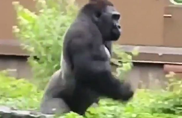 4 milijuna pregleda: Snimka gorile koja trči postala hit zbog natpisa uz nju