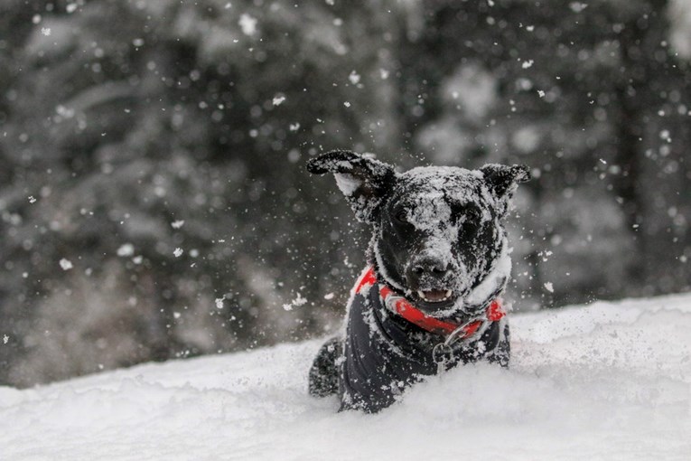 Ovi su se psi prvi put susreli sa snijegom, a njihove reakcije sve govore