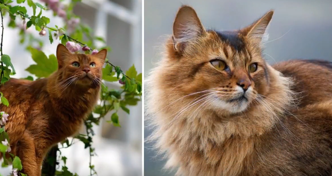 Somalijska mačka - pasmina koja će vas začuditi svojim karakterom