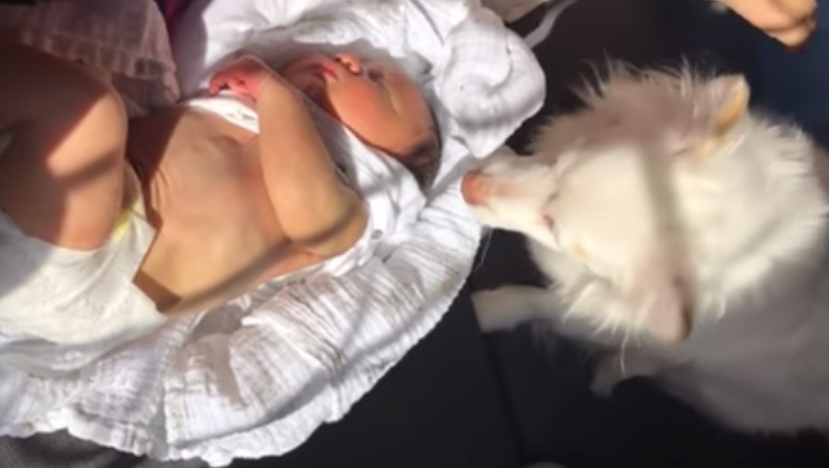 VIDEO Pas zaštitio tek rođenu bebu na predivan način