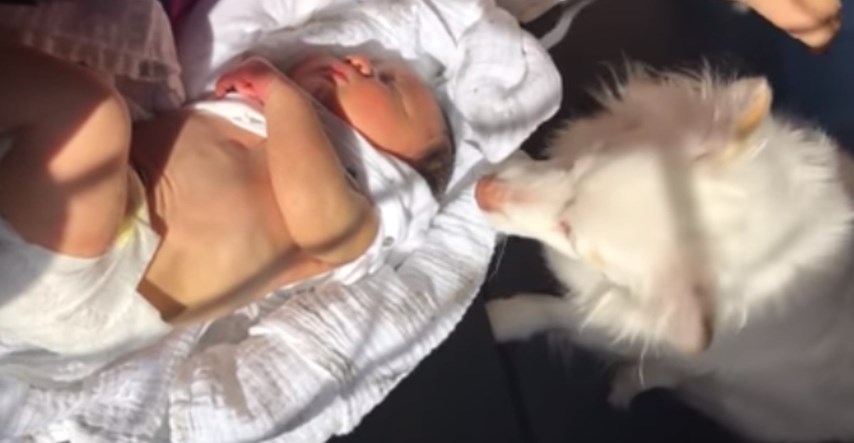 VIDEO Pas zaštitio tek rođenu bebu na predivan način