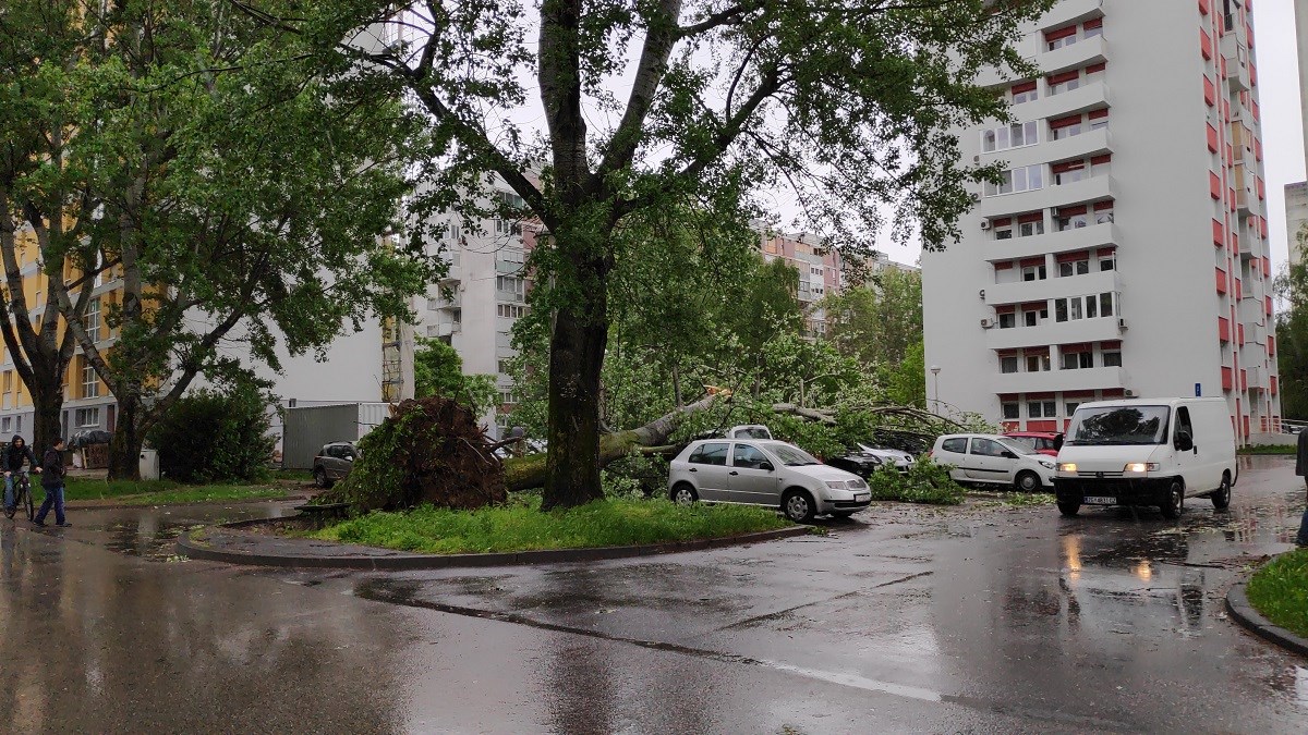 FOTO U zagrebačkom Sopotu ogromno stablo poklopilo nekoliko automobila