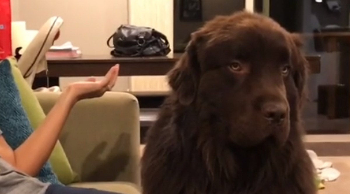 Pas nije htio oprostiti vlasnici sve dok nije izgovorila čarobne riječi