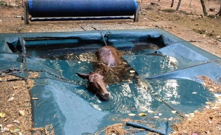 Kobila na genijalan način preživjela kalifornijski megapožar