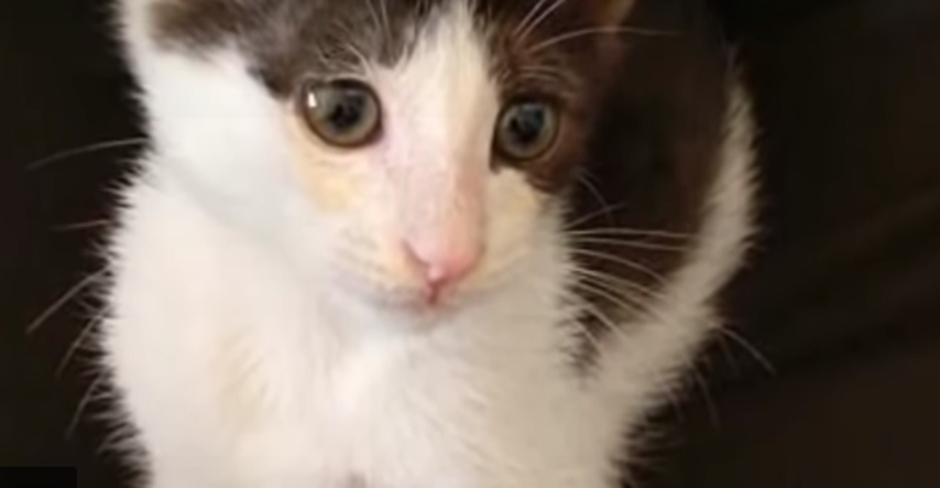 Spasio bolesnog mačića kojeg je odbacila majka, a onda je mačić spasio njega