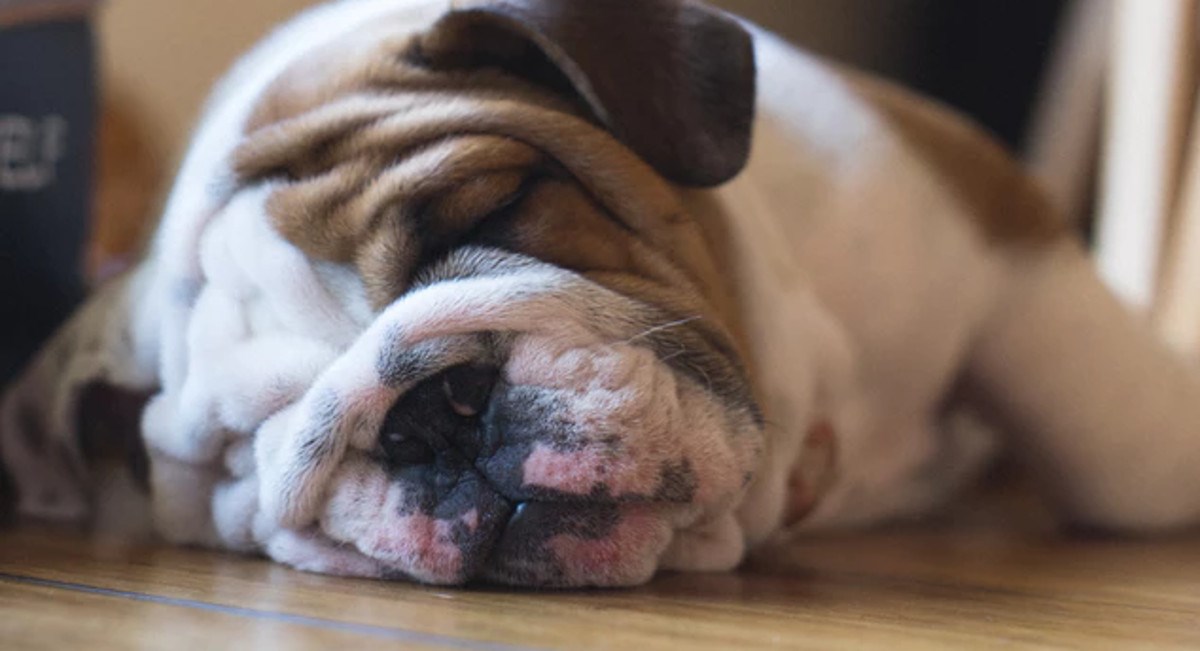 Što položaj u kojem spava govori o vašem psu?