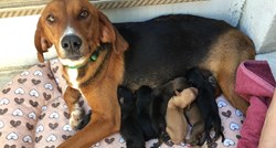 U Splitu pronašli odbačenu kujicu sa 7 beba i spasili ih, uskoro će trebati dom