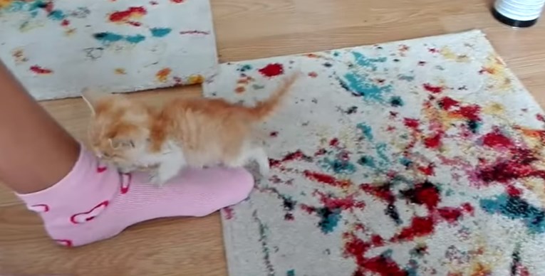 VIDEO Spašena maca može zaspati samo pod jednim uvjetom