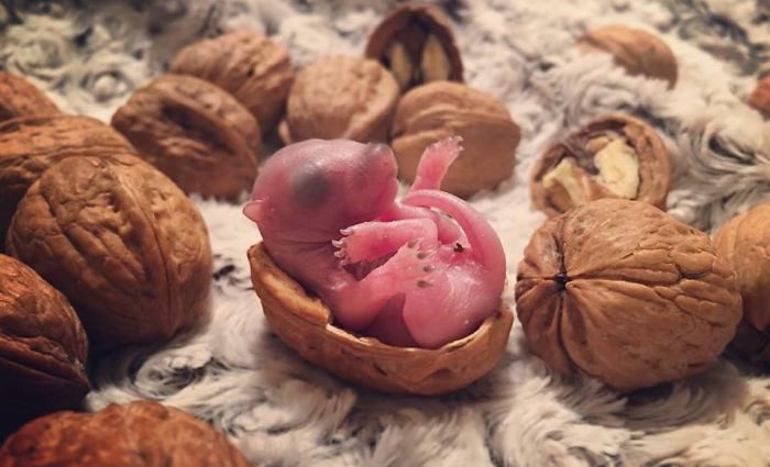 Čovjek je pronašao bebu vjevericu na krevetu, no tu priča tek počinje
