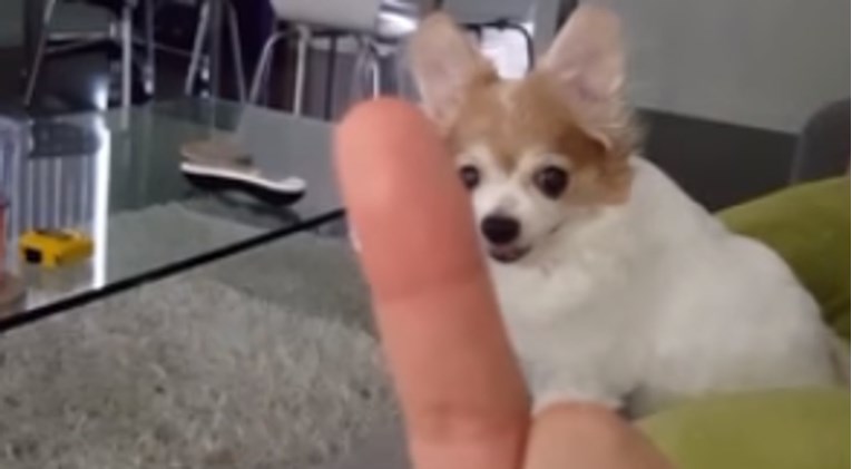 VIDEO Ovaj psić potpuno poludi kad ugleda srednji prst vlasnika