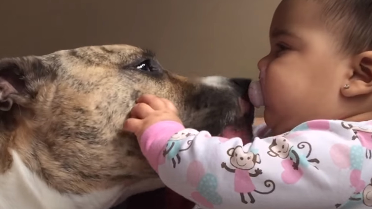 VIDEO Pit bul svoju malenu vlasnicu obožava još otkako je bila u trbuhu