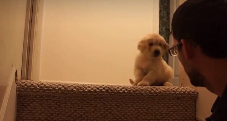 VIDEO Štene se prvi put susrelo sa stepenicama, a njegov vlasnik pomogao mu je na najbolji način