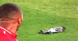VIDEO Ovako je "mrtav golub" zaprepastio igrača Liverpoola