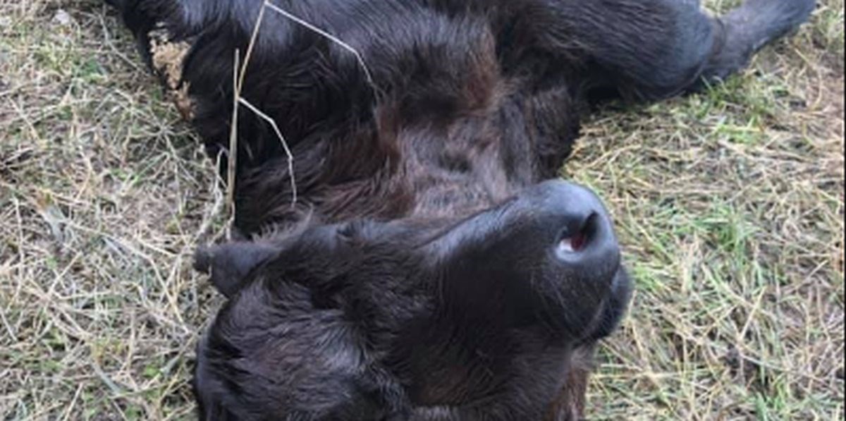 FOTO Iznimno rijetka pojava: Farmerica pronašla tele s dvije glave