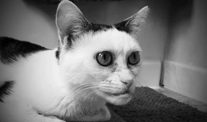 Ovu macu uspoređuju s dva slavna glumca, možete li pogoditi koja?