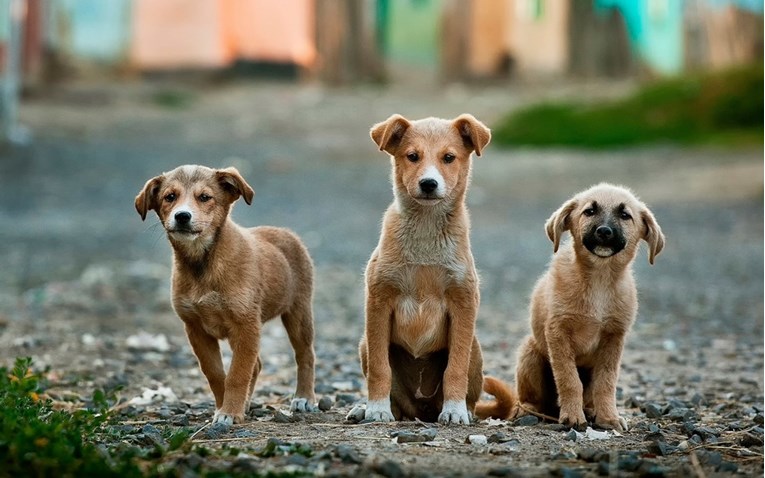 Nizozemska je prva država u kojoj nema pasa lutalica, evo kako su to postigli