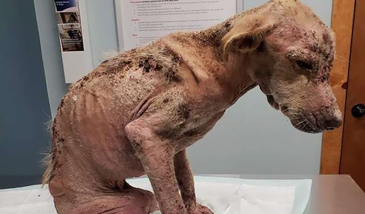 Kujica koja je bila blizu smrti oporavila se u manje od dva mjeseca