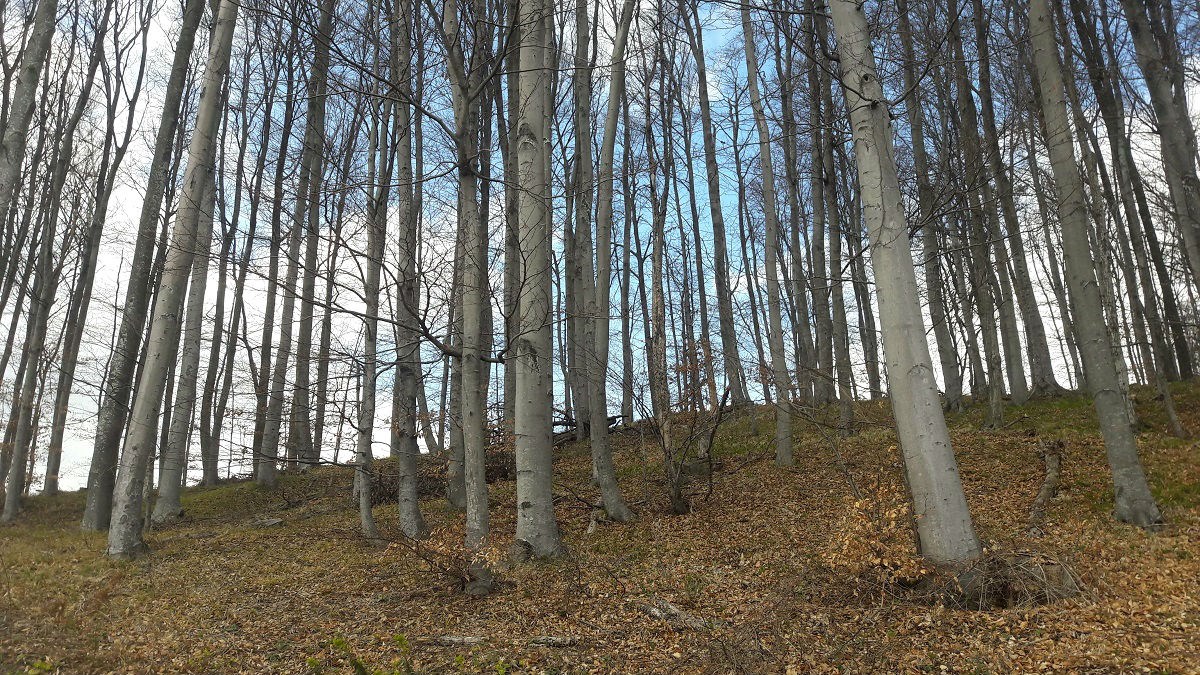 U Zagorju stablo od 25 metara palo na muškarca i ubilo ga