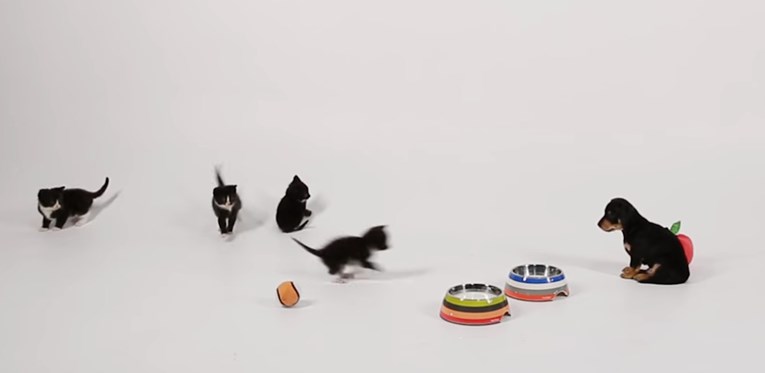 VIDEO Evo što se dogodi kada se štenci i mačići sretnu prvi put