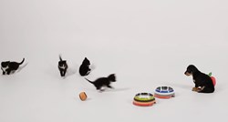 VIDEO Evo što se dogodi kada se štenci i mačići sretnu prvi put