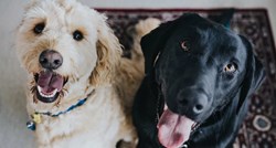 Lijekovi koje možete pronaći u svom domu za rješavanje najčešćih psećih problema