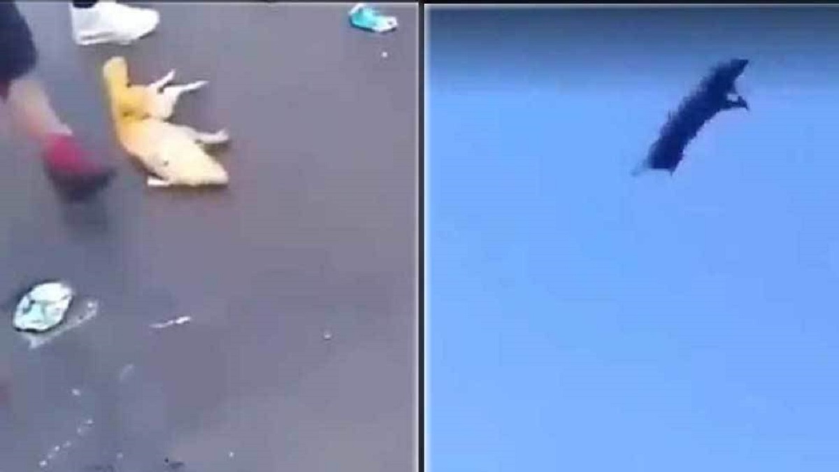 Uznemirujući video: Navijači Rivera iživljavaju se nad svinjom u dresu Boce