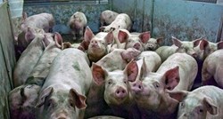 U Americi i Kini masovno kolju svinje. Zašto?