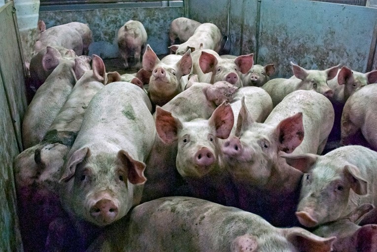 Ministarstvo poljoprivrede objavit će još 3 natječaja za svinjogojstvo, povrće i voće