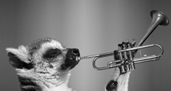 Mogu li životinje doživjeti glazbu kao ljudi? Ovaj video pravi je odgovor na to!