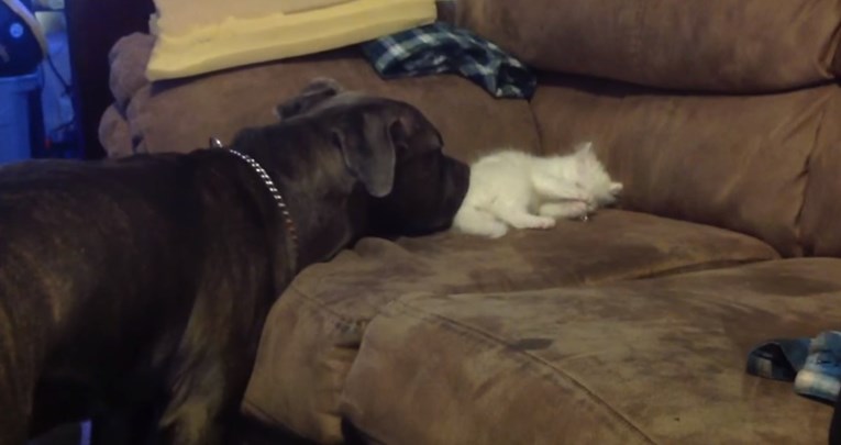 Malena maca upozorila pit bulla: "Dalje od mog kauča!"
