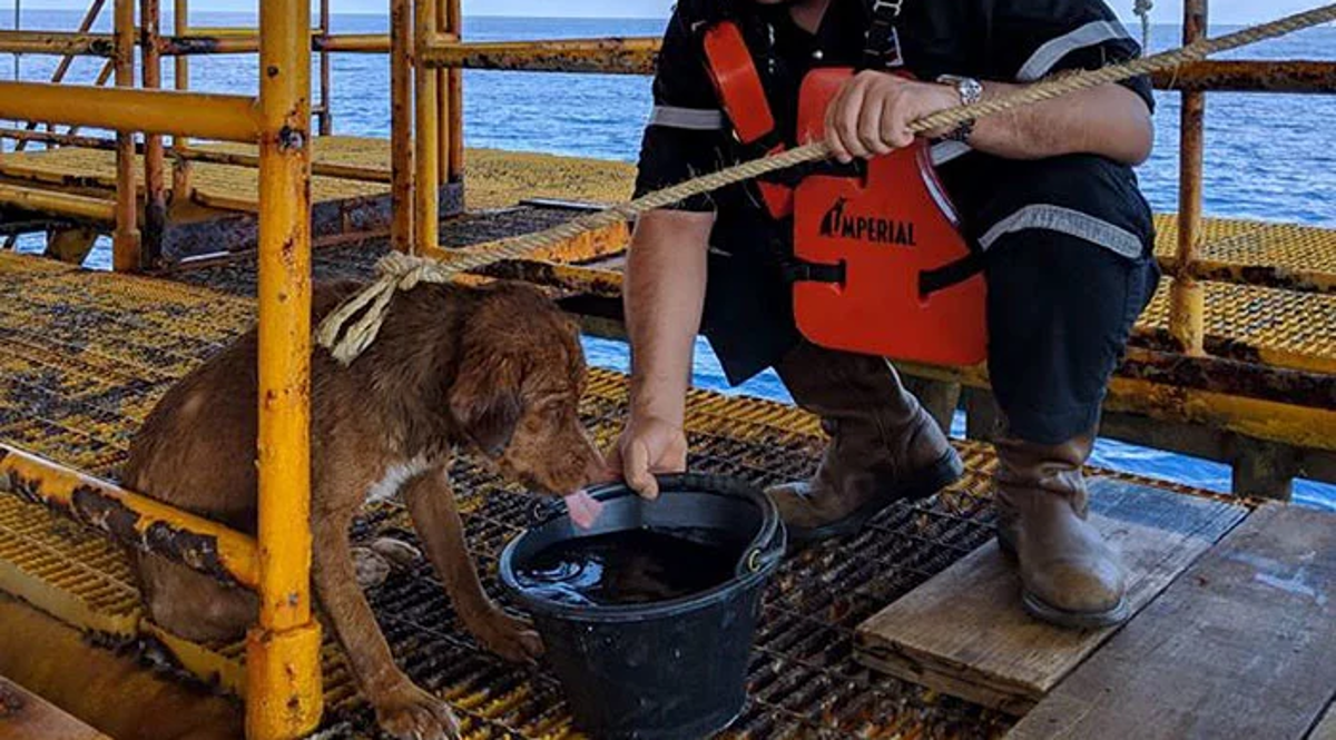 Radnici naftne platforme uočili psa kako pliva 200 km od obale i spasili ga