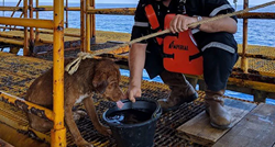 Radnici naftne platforme uočili psa kako pliva 200 km od obale i spasili ga