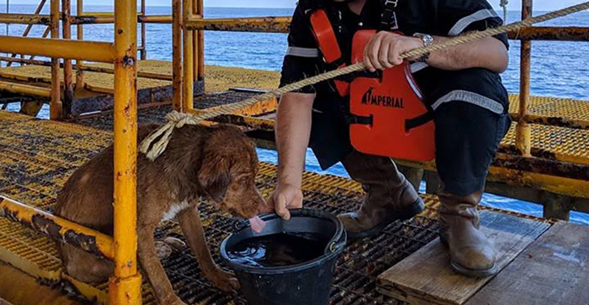 Radnici naftne platforme uočili psa kako pliva 200 km od obale i spasili ga