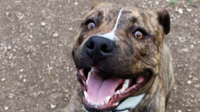 Zavezala kujicu ispred kuće i otišla, ona bespomoćno lajala i pokušavala pobjeći