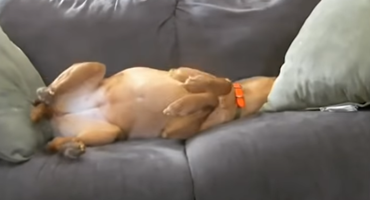 Postavili su kameru zbog problema s kujicom pa otkrili nešto divno