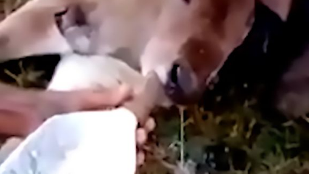 Tele rođeno s dvije glave šokiralo farmera: Ima dvoja usta i četiri oka