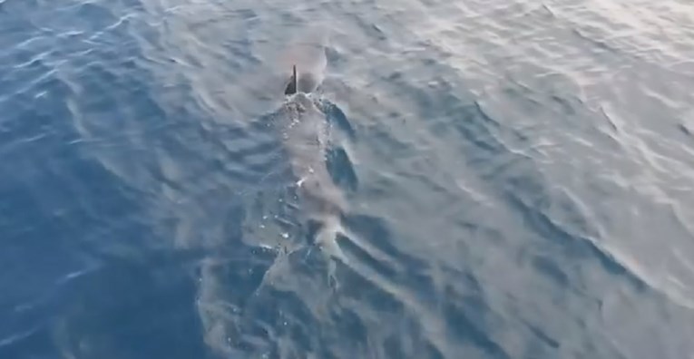 VIDEO Treći put snimljen isti morski pas. Sad je opet kod Makarske