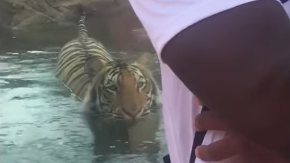 Golemi tigar krenuo je napasti čovjeka, nije završilo onako kako je planirao