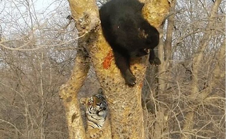 VIDEO Tigar vrebao malog medvjeda na drvetu, mogao bi vas iznenaditi rasplet