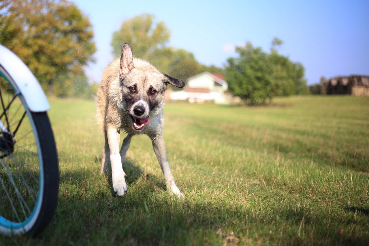 Živio je na ulici sam, neuhranjen i preplašen, no sreću je našao u VInkovicma