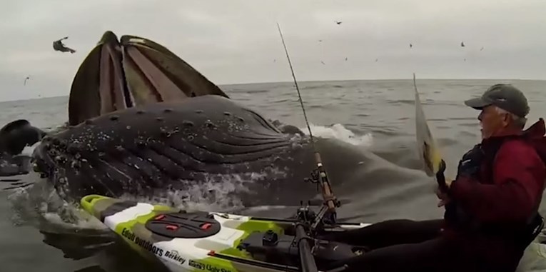 Bliski susret s kitom: Ovaj kajakaš doživio je nešto što se rijetko viđa