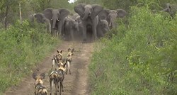 VIDEO Krdo slonova pokazalo čoporu divljih pasa tko je gazda