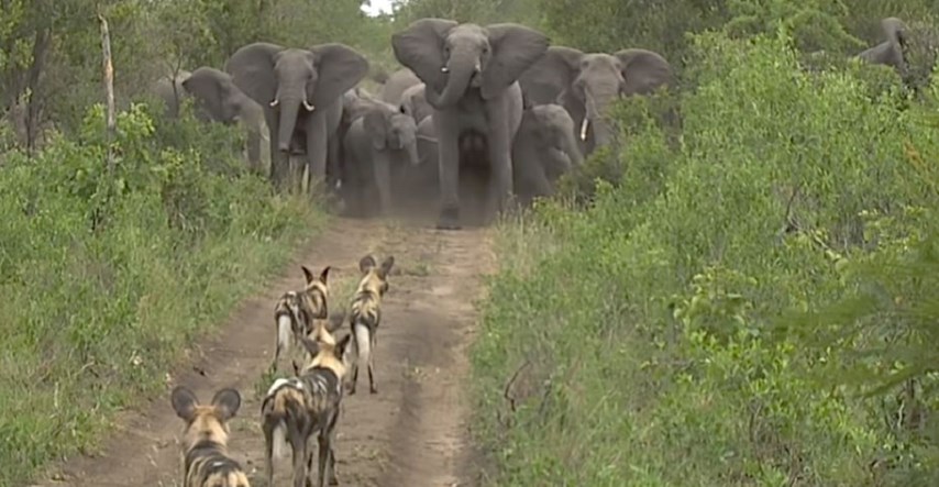 VIDEO Krdo slonova pokazalo čoporu divljih pasa tko je gazda