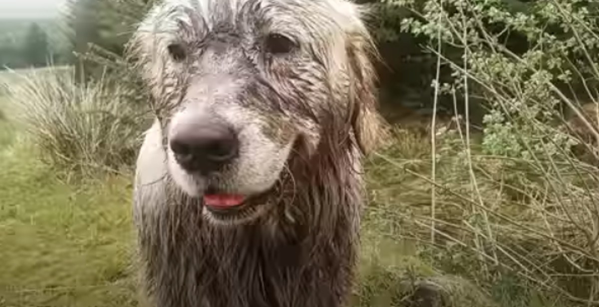 VIDEO Zločesti pas obožava biti prljav, a najdraža aktivnost mu je ronjenje u blatu