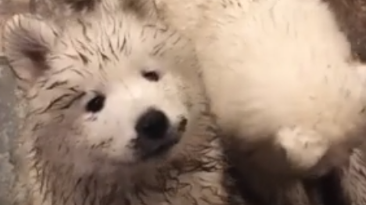 Nestašni psi valjali se u blatu pa se posvađali s vlasnicom