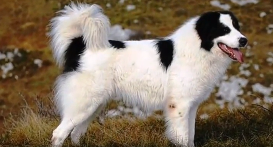 Tornjak - žilav i izdržljiv čuvar kojem se i vukovi sklanjaju s puta