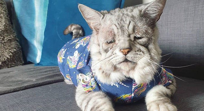 Udomili su mačke koje nitko nije htio, jedan od njih izgleda kao Shar Pei