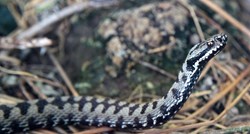 Ministarstvo zaštite okoliša upozorava na zmije