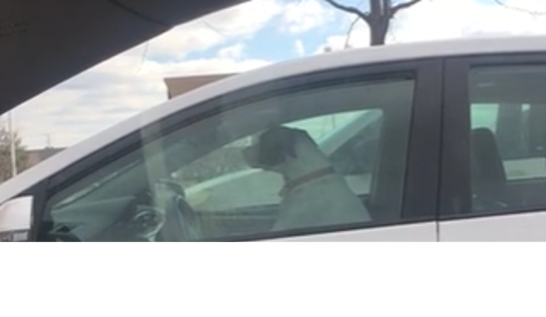Nervozni pas trubio vlasniku iz auta kako bi se što prije vratio iz dućana