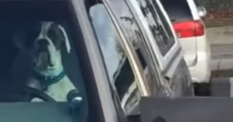 Nestrpljivi pas trubio u autu kako bi dozvao vlasnika koji je otišao u dućan